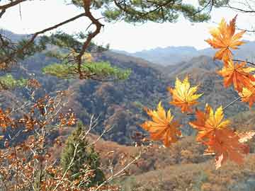 花火绽放