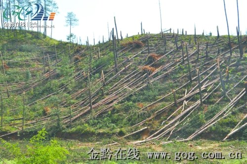 干湫子安置林场今日天气预报